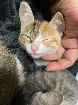 模様が半分違うミケちゃん
