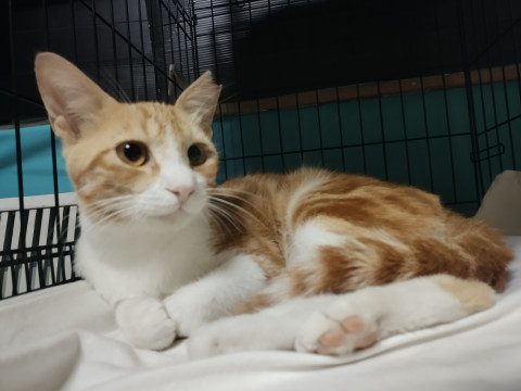 うずまき模様のイケメンボーイ