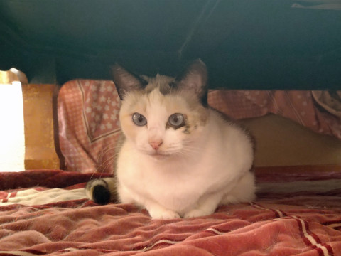 なんとなく三毛っぽい女の子