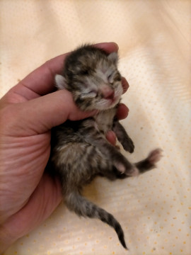 キジトラの赤ちゃん
