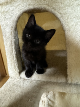 どこでもついて来る可愛い黒猫