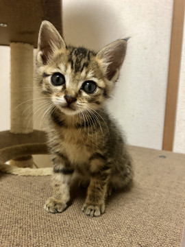 ちいさな キジ虎リナちゃん