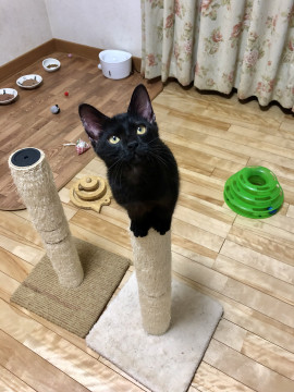 優しい黒猫 リルくん