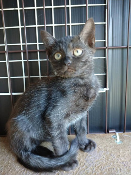 クリクリお目々の黒猫君☆推定2ヶ月半