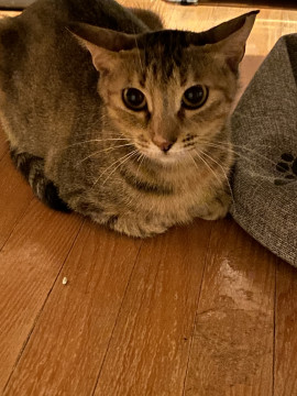 アビシニアンのような姉妹猫