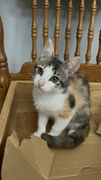 稀にみる美人の三毛猫、はーちゃん