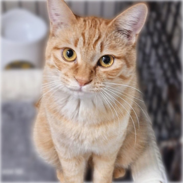 人懐っこい男の子❤️茶トラすあまくん