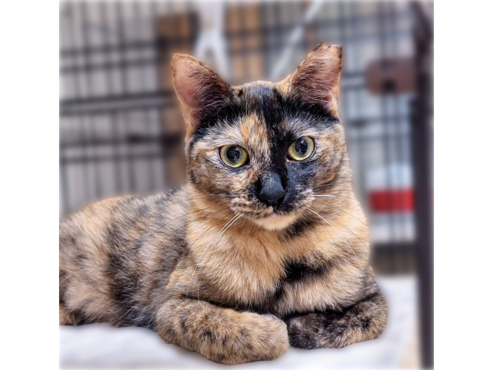 人懐っこいサビ猫さん❤️みたらしちゃん