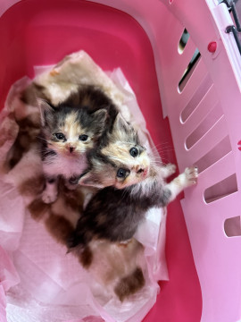 モフモフ三毛猫の姉妹