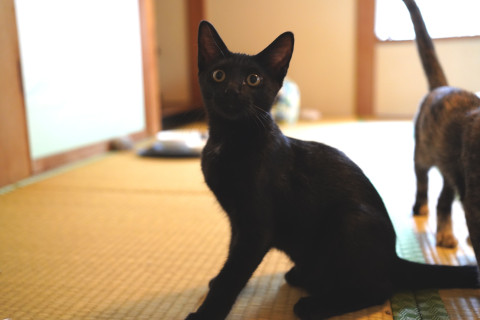 活発な黒猫君