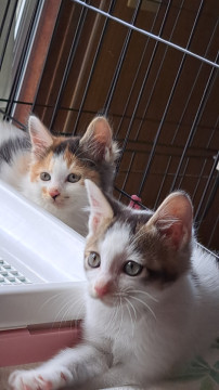 可愛い子猫ちゃんの里親様募集中