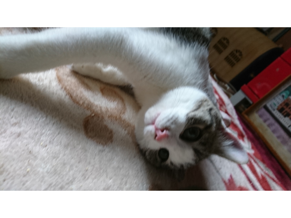人が大好き キジ白君