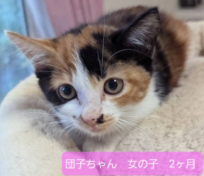 人慣れ抜群⭐10月27日譲渡会参加予定⭐