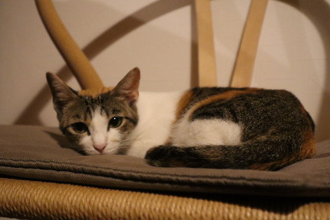 優しい佇まいの和やかな三毛猫ちゃんです