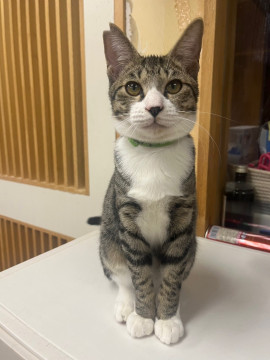 おとなしいキジ白ソックスくんฅ•ﻌ•´ฅ