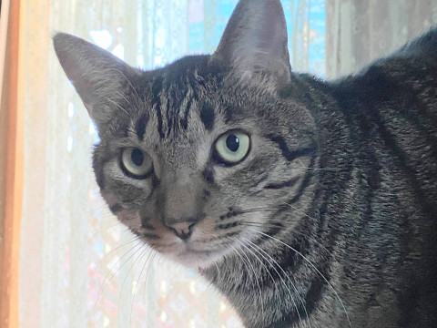 優しくてイケメンキジトラ君のクロッキー