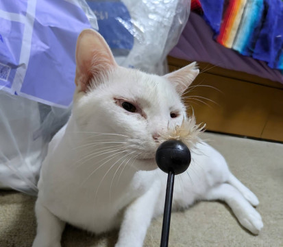 超人懐っこい♡人が大好きポーちゃん