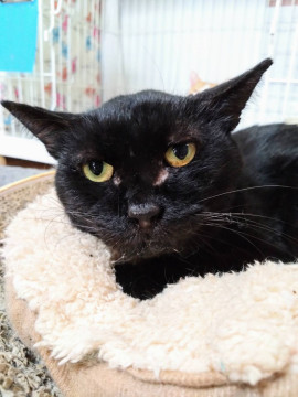 クロダイ☆6-7歳くらい