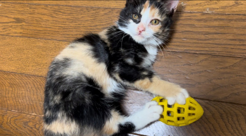 ゴロゴロ三毛猫の女の子