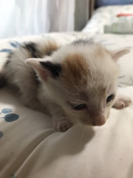 子猫④♀