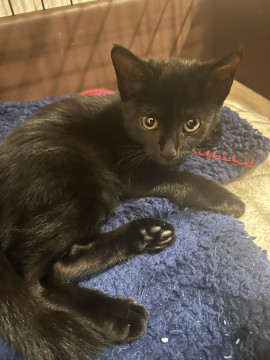 魔女の宅急便のジジそっくりの黒い子猫です