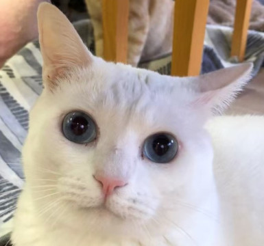 真っ白ボディ＆きらきらブルーアイฅ•ﻌ•