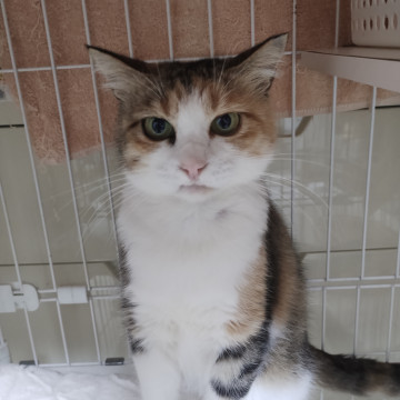 おとなしいミケ猫さん
