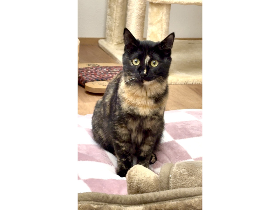 くるりんシッポのサビ猫ちゃん