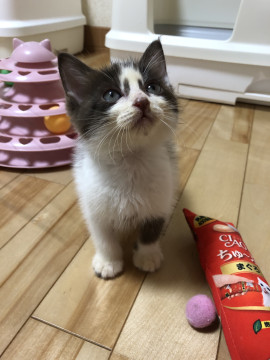 もふもふ ココア柄の可愛いちゃん