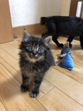 もふもふ 黒キジの可愛いちゃん