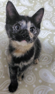 優しく賢く穏やかなサビ猫の女の子
