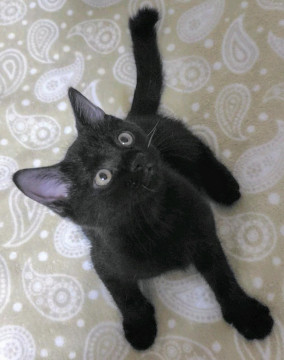 甘えん坊な黒猫(黒トラ?)の男の子