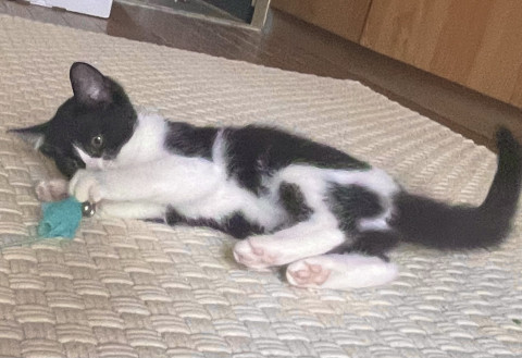 猫]静岡県の里親募集 特技:やんのかステップ、口癖:シャーッ！
