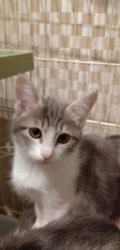 家で生まれた美猫6匹