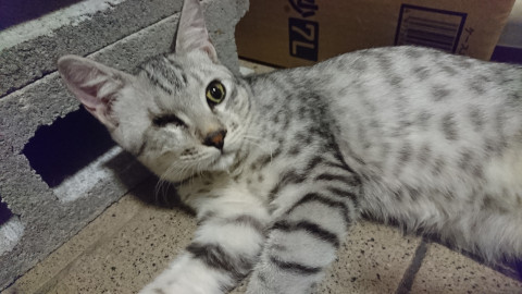 独眼竜な サバ猫君