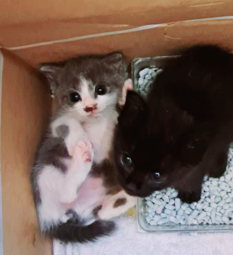 可愛い~3兄妹 グレーハチワレ 黒猫 キ