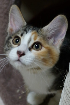 人馴れ度抜群三毛猫ちゃん♪美人です♪