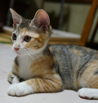 人慣れ度抜群の三毛猫ちゃん♪