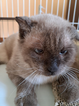 甘えん坊のシャム猫柄 男の子