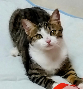縞三毛猫ちゃん