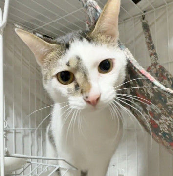 ちゅーる大好き❤くぅ太