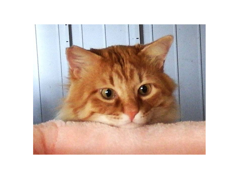 チャトラ中毛☆チャットくん!