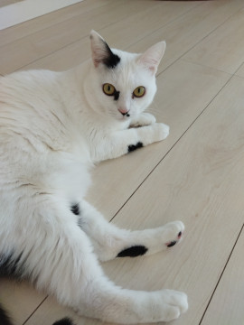 スリスリ甘えん坊の大人しいチコちゃん