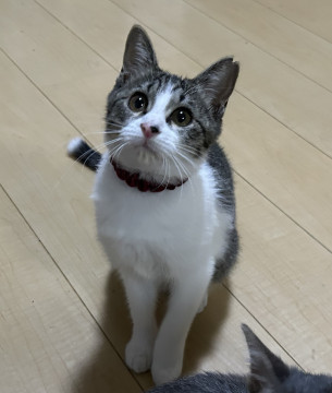 尻尾の先が白い幸せ尻尾