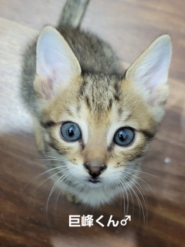 かわいい男の子