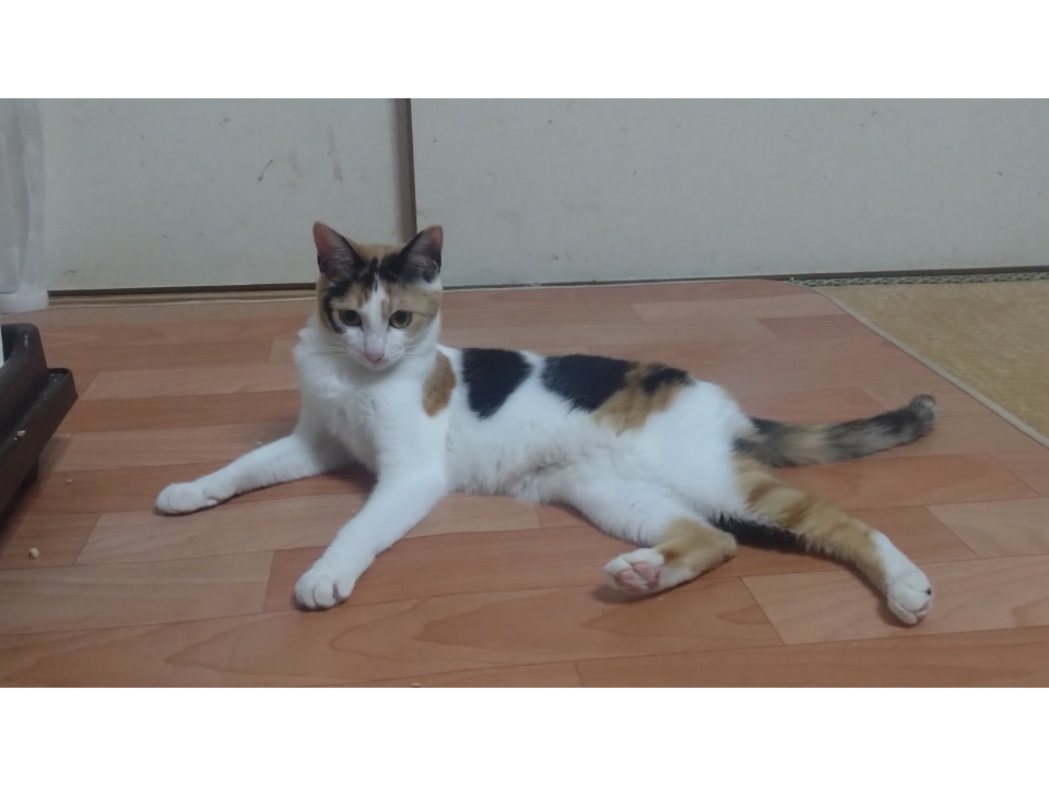 すごく元気な三毛猫のみけちょ☆彡