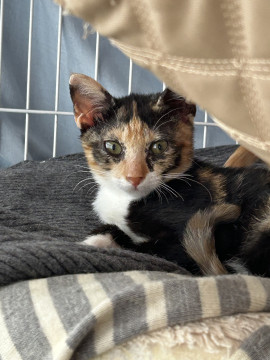 可愛い三毛猫のメルちゃん