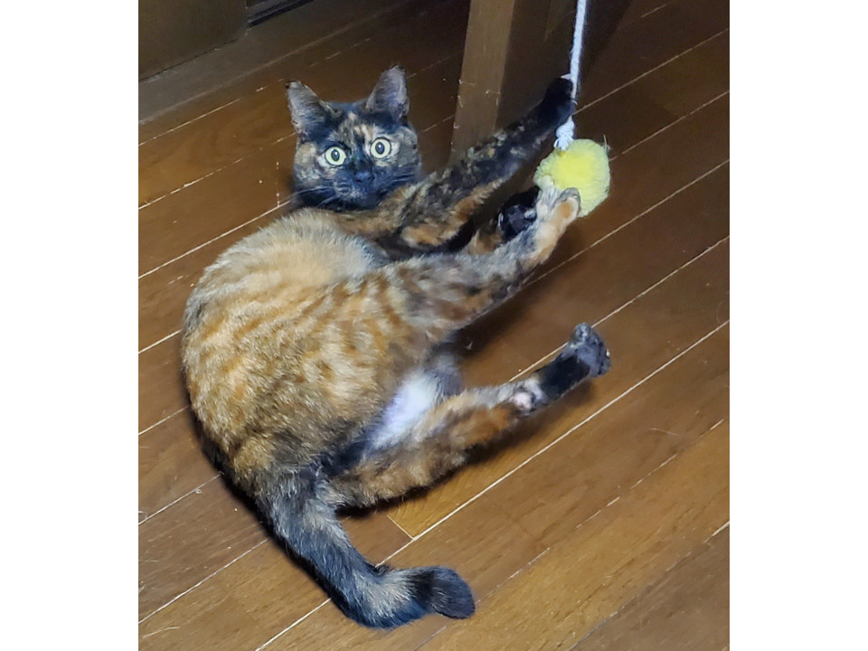 才色兼備のサビ猫❤️みつちゃん