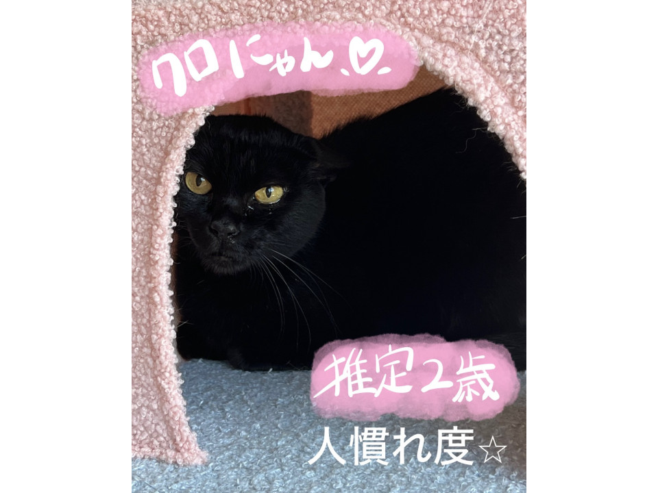 黒猫の女の子⟡.·