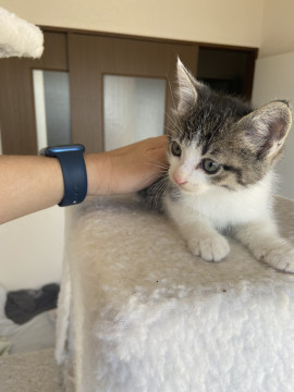 子猫保護しました!里親様募集中です。